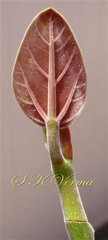  Young leaf (Abaxial view)